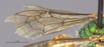 Media type: image;   Entomology 32616 Aspect: Wing front